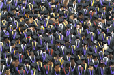 Graduación Universitaria